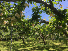 画像をギャラリービューアに読み込む, 【御進物用】二十世紀(梨) 9月上旬~9月下旬