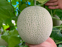 画像をギャラリービューアに読み込む, ペルルメロン 6月上旬~7月下旬