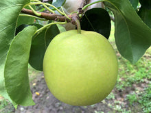 画像をギャラリービューアに読み込む, 【御進物用】二十世紀(梨) 9月上旬~9月下旬